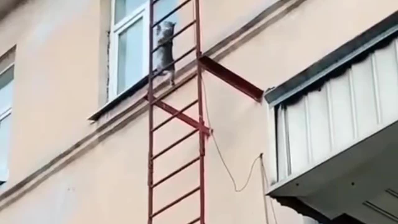 Cat Ladder