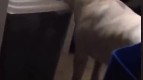 Playful dogs doing funny things