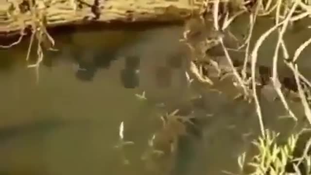 This is a beautiful and charming water-dwelling species