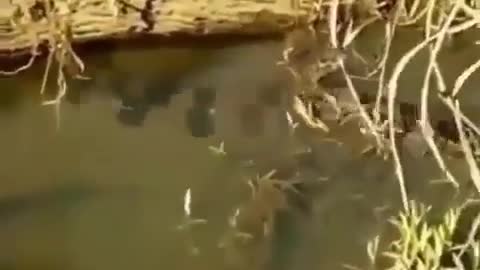 This is a beautiful and charming water-dwelling species