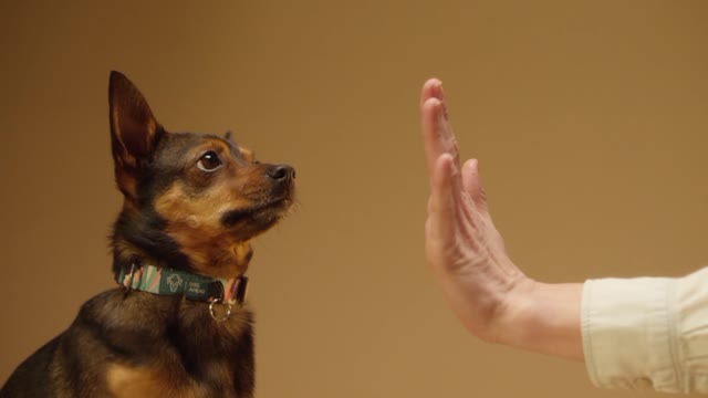 Cute dog Close-Up View of a Dog and a Person's Hands Doing High Five