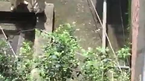 Animais engraçados