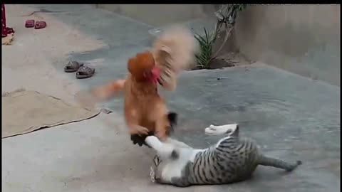 chicken vs cat