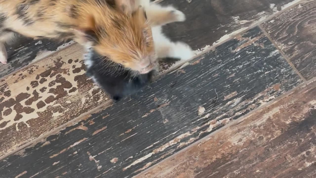 Pomeranian and Piglet Play Together