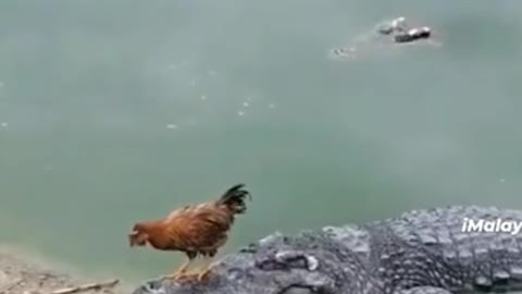 Funny chicken and crocodile