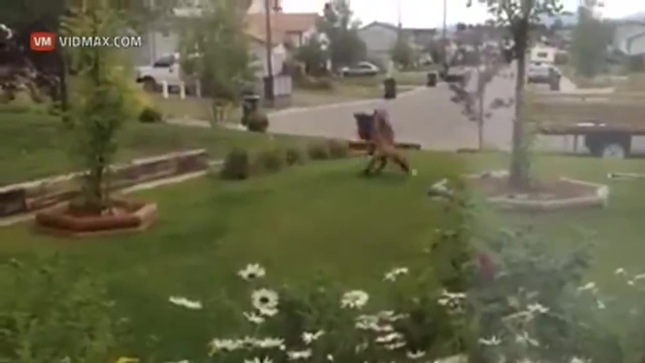 Wiener dog watches in vain as a Fox plays with his beloved toy he left outside