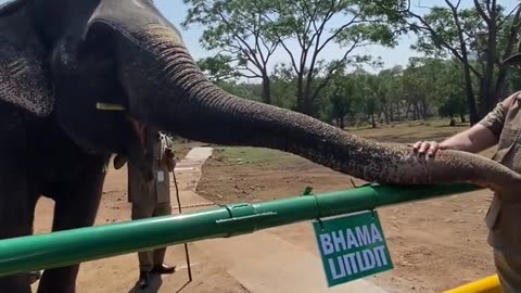 PM Modi’s incredible encounter with elephant | Narendra Modi