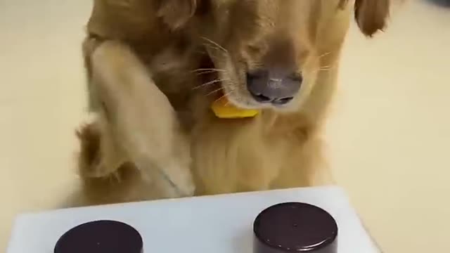 Smart dog find treat in game