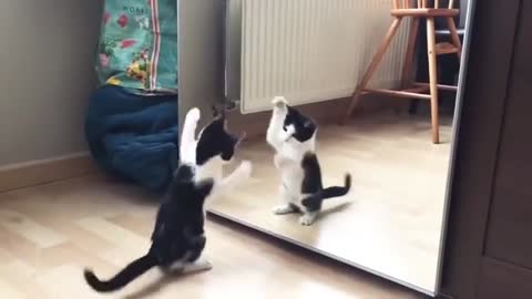 Cat doing boxing with mirror