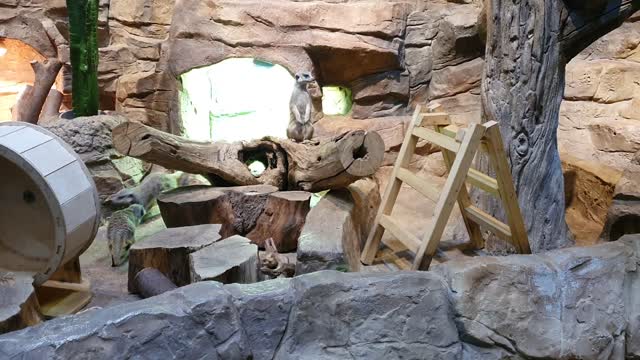 Meerkat at Jureong Jureong Zoo