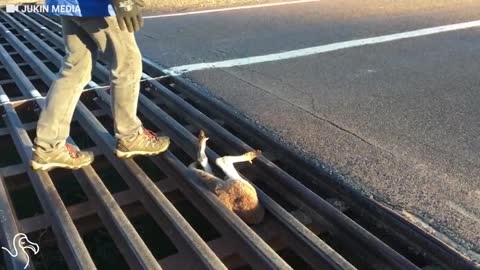 Man saves kangaroo (wholesome)