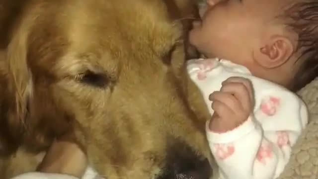 You are my patron saint, dear dog