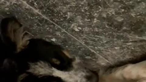 Upside Down Dog
