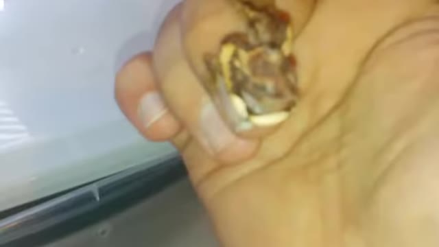 3 eye 8 leg gecko see the heart beat at the end