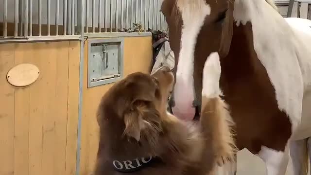 animal world 13