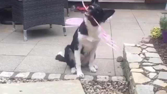 Dog chews on pink wand