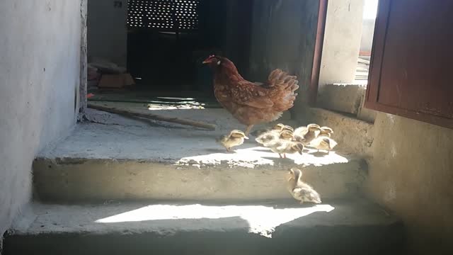 Funny Chickens 2021 Funniest Chicken Videos