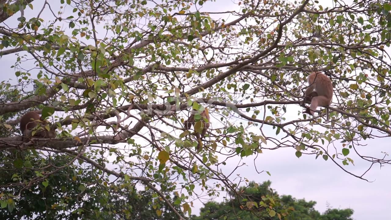 Monkey Magic: The Intelligence and Sociability of Jungle Primates