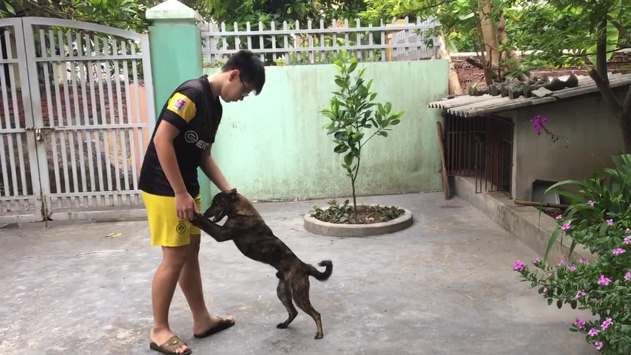Small dog