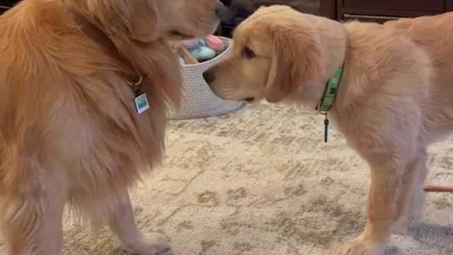 Two Cute Doggy when he met