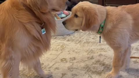 Two Cute Doggy when he met