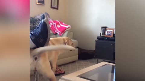 Funniest DOG videos can't help but laugh.