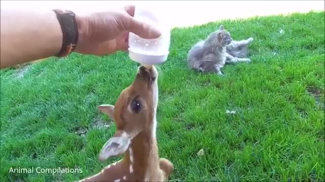 Most funny and cute baby deer videos compilation 2021