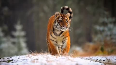 The oppression of the king of the jungle