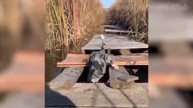 Funniest Animals Video - Best Cats😹 and Dogs🐶 Videos Compilation