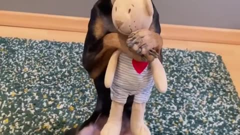 So Cute Dog Poses See Now😘🥰😘