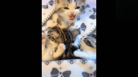 Funny animals [] Try not to laugh compilation 42
