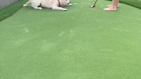 Molly The Golden Wants To Play Golf With Dad