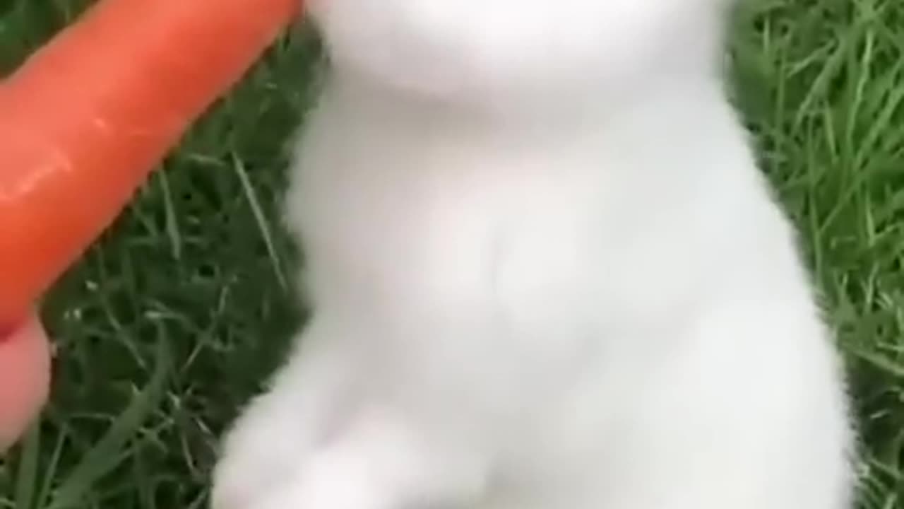 Cute rabbit eating carrot 🥕🐇 #rabit