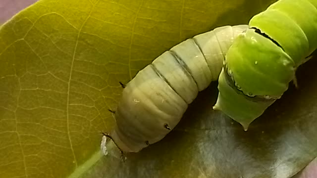 Caterpillar