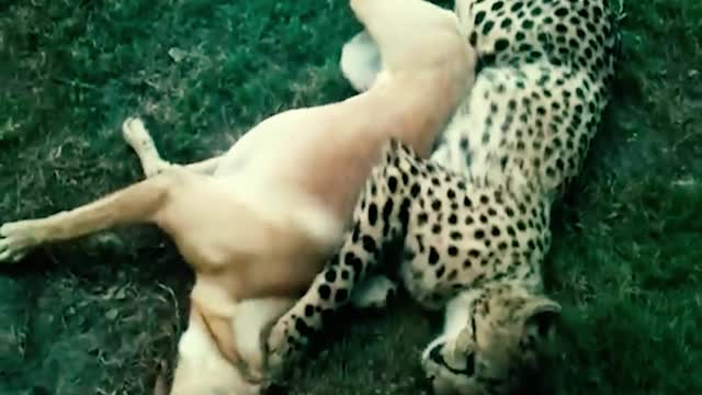 The incredible friendship between leopard and dog