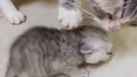 Lovely Cat, black cat, cats, funny cats, funny cat videos - +++++