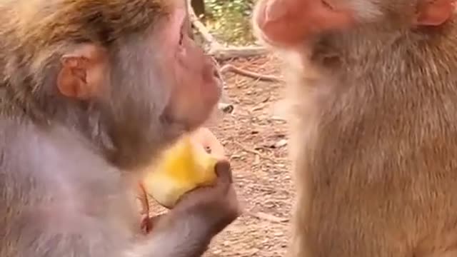 Monkey eating apple together