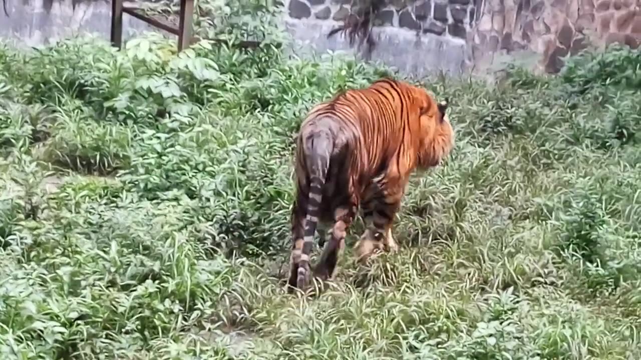 Sumatra tiger