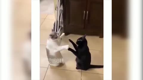 Cats Playing around