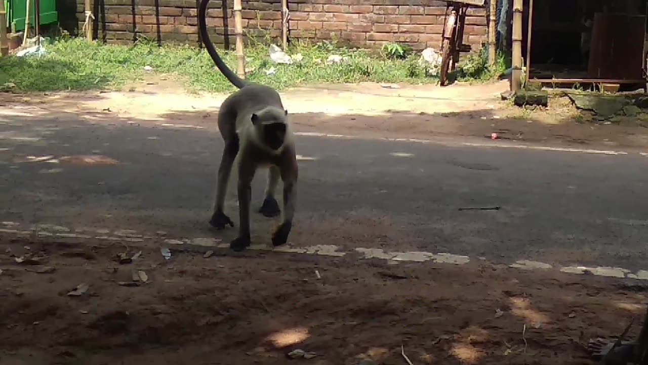 monkey life