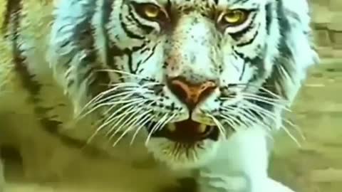 The behavior of wild animals that make you happy and excited