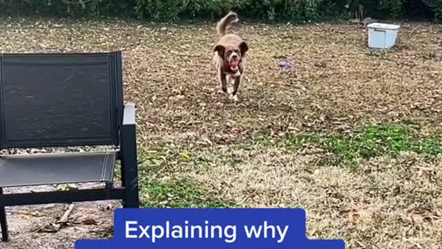 Explaining why Awkward Alvy doesn't do any dog sports