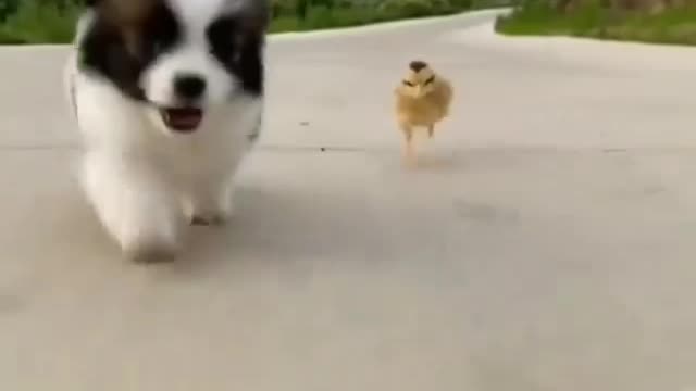 Baby Chicken runs with Baby Dog