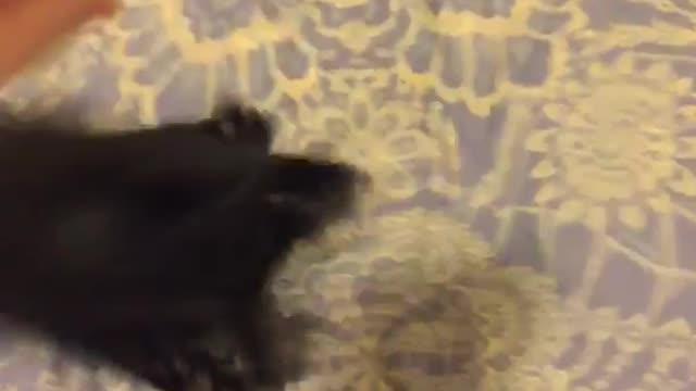 Black cat freaking out over piece of fabric