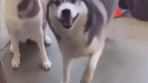 Funny Husky