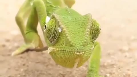 Just wow animal best video in world