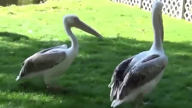 A bird swallows a bird