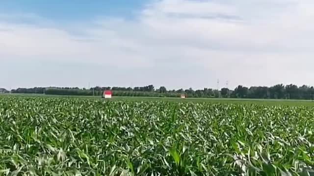 corn