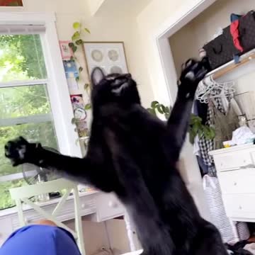 how to make your cat dance