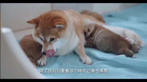 Shiba Inu Puppy Growing Record Pt.18